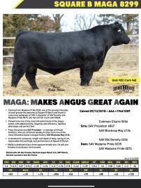 A powerful AI sire that will add pounds to calves and make excellent female replacements. 