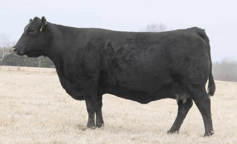 Full sister to the dam of the $800,000 Elation bull that sold at Schaff Angus Valley. 