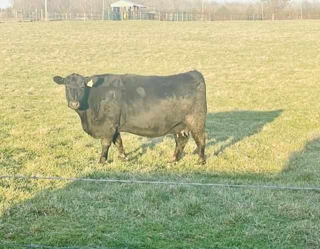 A direct daughter of SAV Rainfall and Eura Elga of Conanga 9109. The dam of Black Granite and many others. She is one of the only daughters that has been sold at auction. At the 2022 Northeast Arkansas Angus spring sale, her 100 day old heifer calf brought $45,000.00. She has a bright future ahead of her. She is owned with Foster Angus Ranch of Paragould Ar. 
